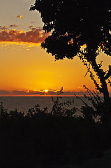 Image showing Sunset landscape with ocean and tree silhouette. Madagascar