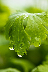 Image showing Coriander, also known as cilantro or Chinese parsley