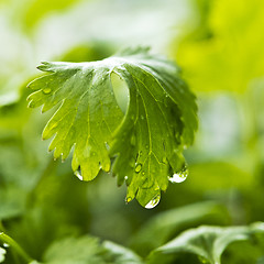 Image showing Coriander, also known as cilantro or Chinese parsley