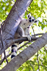 Image showing Ring-tailed lemur. Madagascar