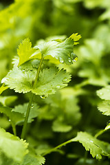 Image showing Coriander, also known as cilantro or Chinese parsley