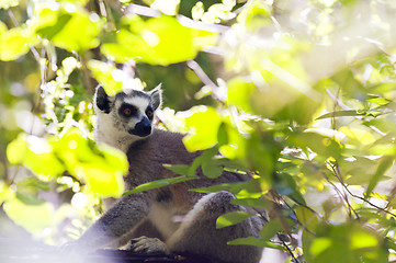 Image showing Ring-tailed lemur. Madagascar