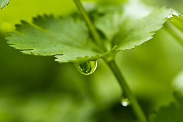 Image showing Coriander, also known as cilantro or Chinese parsley