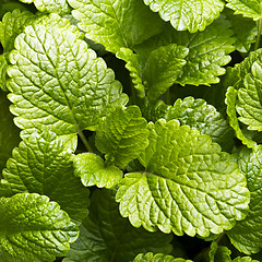 Image showing Leaves of lemon balm