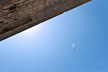 Image showing Gull flying in sky over old house.