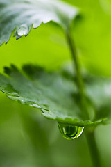 Image showing Coriander leaf with water drop