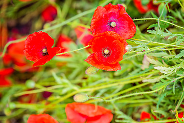 Image showing Tender shot of red poppies