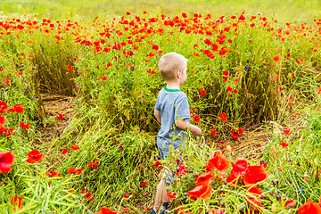 Image showing Cute boy in field with red poppies