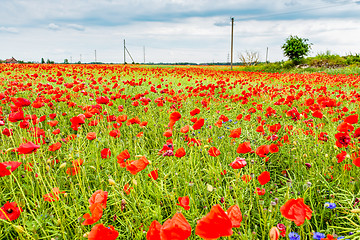 Image showing Field with red papavers