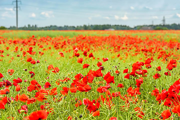 Image showing Field with red papavers