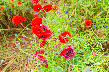 Image showing Tender shot of red poppies