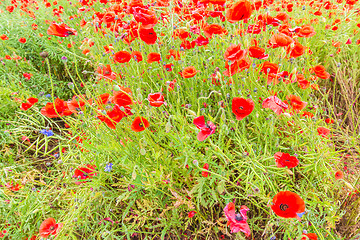 Image showing Tender shot of red poppies