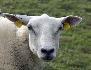 Image showing sheep