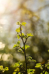 Image showing Fresh growing gooseberry twig