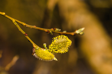 Image showing Blossom Catkins Closeup