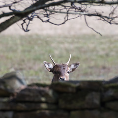 Image showing Curious deer animal