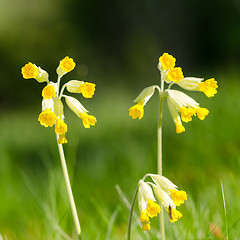 Image showing Beautiful Cowslips flowers closeup