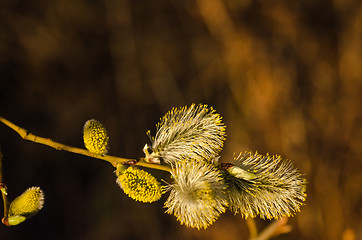 Image showing Fluffy blossom catkins