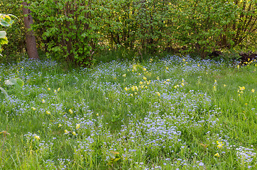 Image showing Springtime wildflowers in blue and yellow