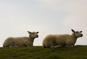 Image showing sheep