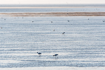 Image showing Feeding Avocets in a wetland