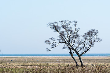 Image showing Windswept tree by the coast