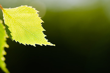 Image showing Beautiful structure in a single birch tree leaf