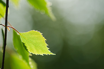 Image showing Twig with a single backlit structured leaf