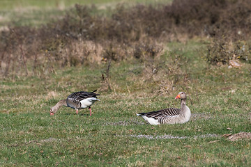 Image showing Couple of Greylag Goose