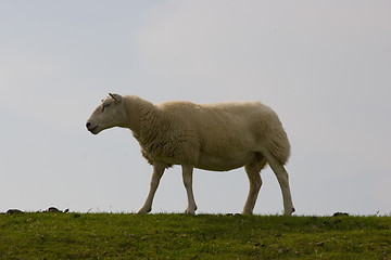 Image showing sleeping sheep