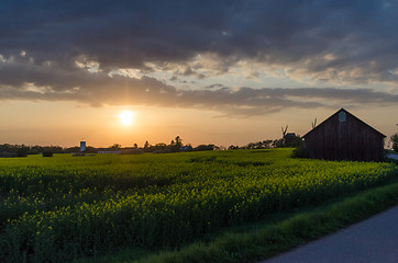 Image showing Sunset by a canola field