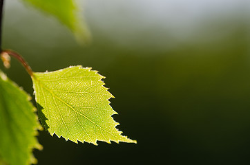 Image showing Closeup of a backlit birch tree leaf