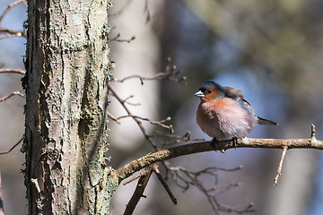 Image showing Male Chaffinch on a twig