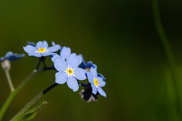 Image showing Beautiful Forget-me-nots close up