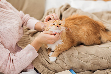 Image showing close up of owner stroking red cat in bed at home