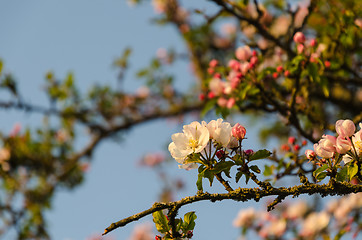 Image showing Focus on one pink apple tree flower