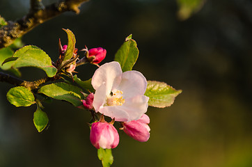 Image showing Beautiful Apple Tree Flower