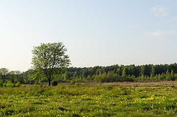 Image showing Tree in a beautiful meadow by spring season