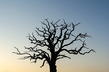 Image showing Mighty old tree silhouette