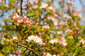 Image showing Bright pink blossom apple tree