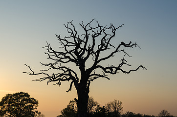 Image showing Old mighty oak tree silhouette