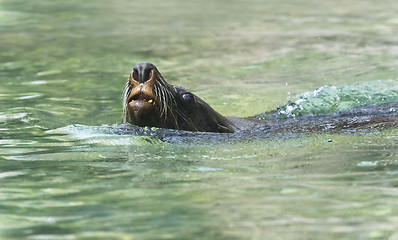 Image showing Brown fur seal