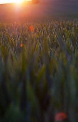 Image showing Sunset and spring field. Abstract background