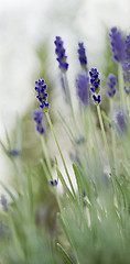 Image showing Lavender in garden