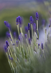 Image showing Lavender in garden