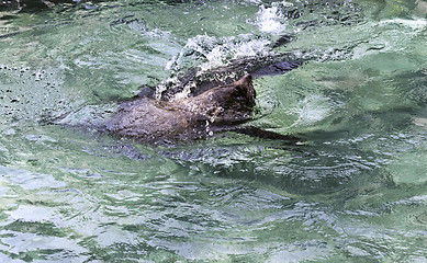 Image showing Brown fur seal