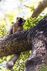 Image showing Red-fronted lemur. Madagascar 