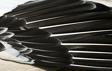 Image showing Bird feathers, background