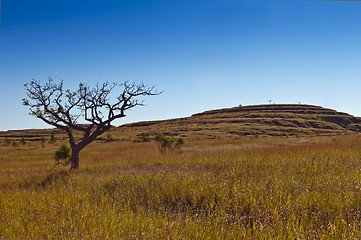 Image showing Savanna. Grass and tree. Madagascar