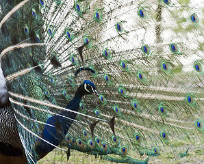 Image showing Male peafowl displaying tail feathers